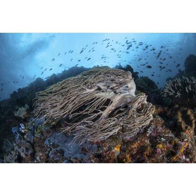 Strong current sweeps along a reef slope in Komodo National Park ...