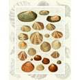thumbnail image 2 of Fab Funky 20x24 Black Ornate Wood Framed with Double Matting Museum Art Print Titled - Shells on Vintage Script, 2 of 4
