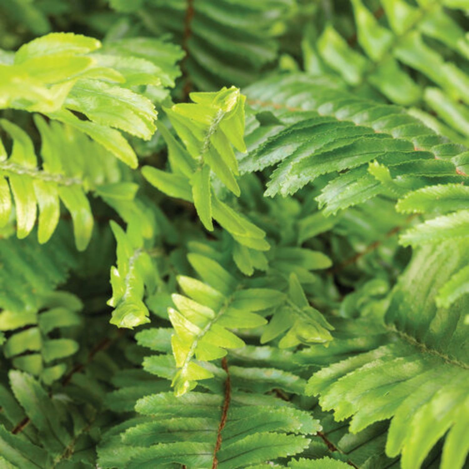 Proven Winners 8" 'Kimberley Queen' Australian Sword Fern Live Plant in 6.5" Pot