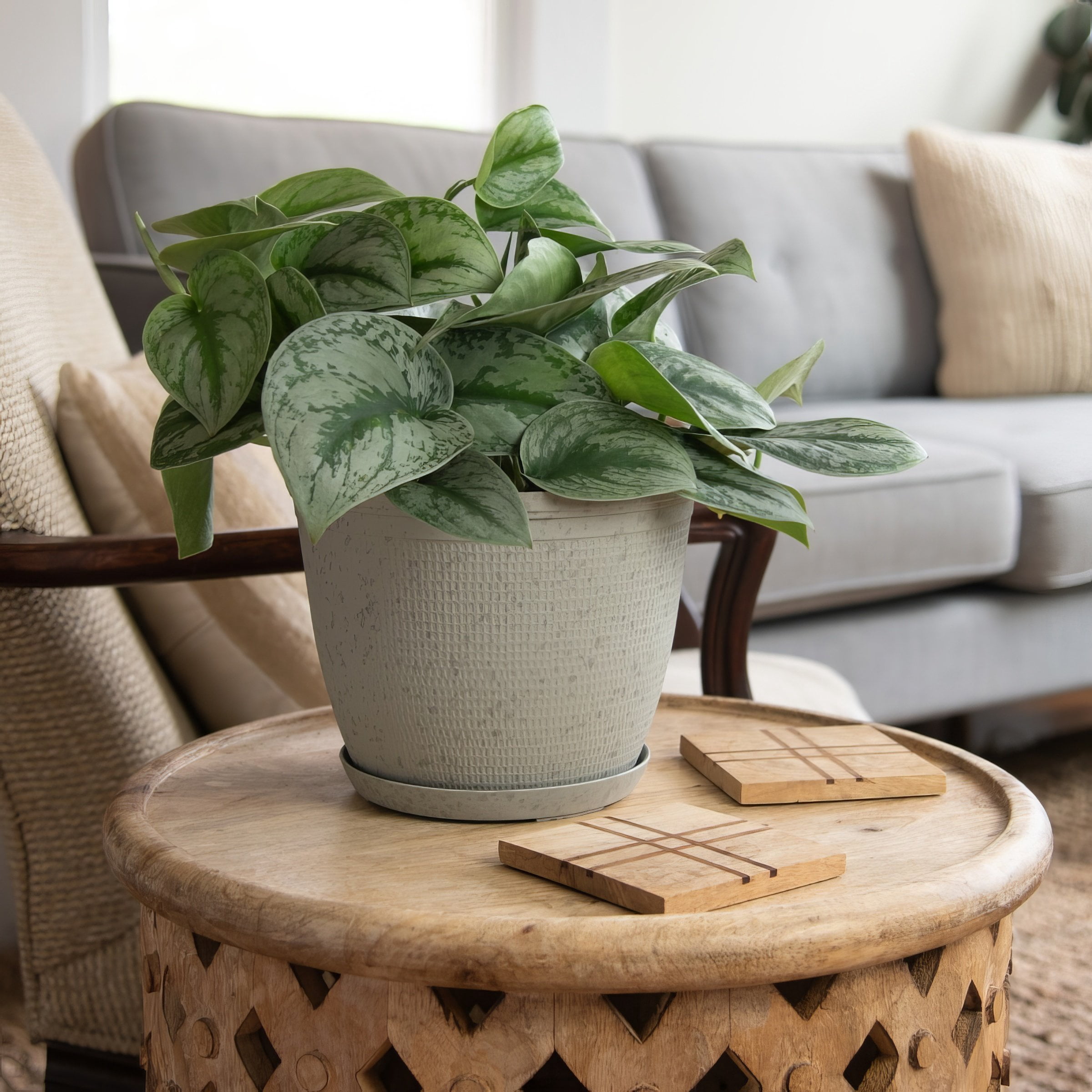 6 in. Pothos Silver Satin Plant in Grower Container