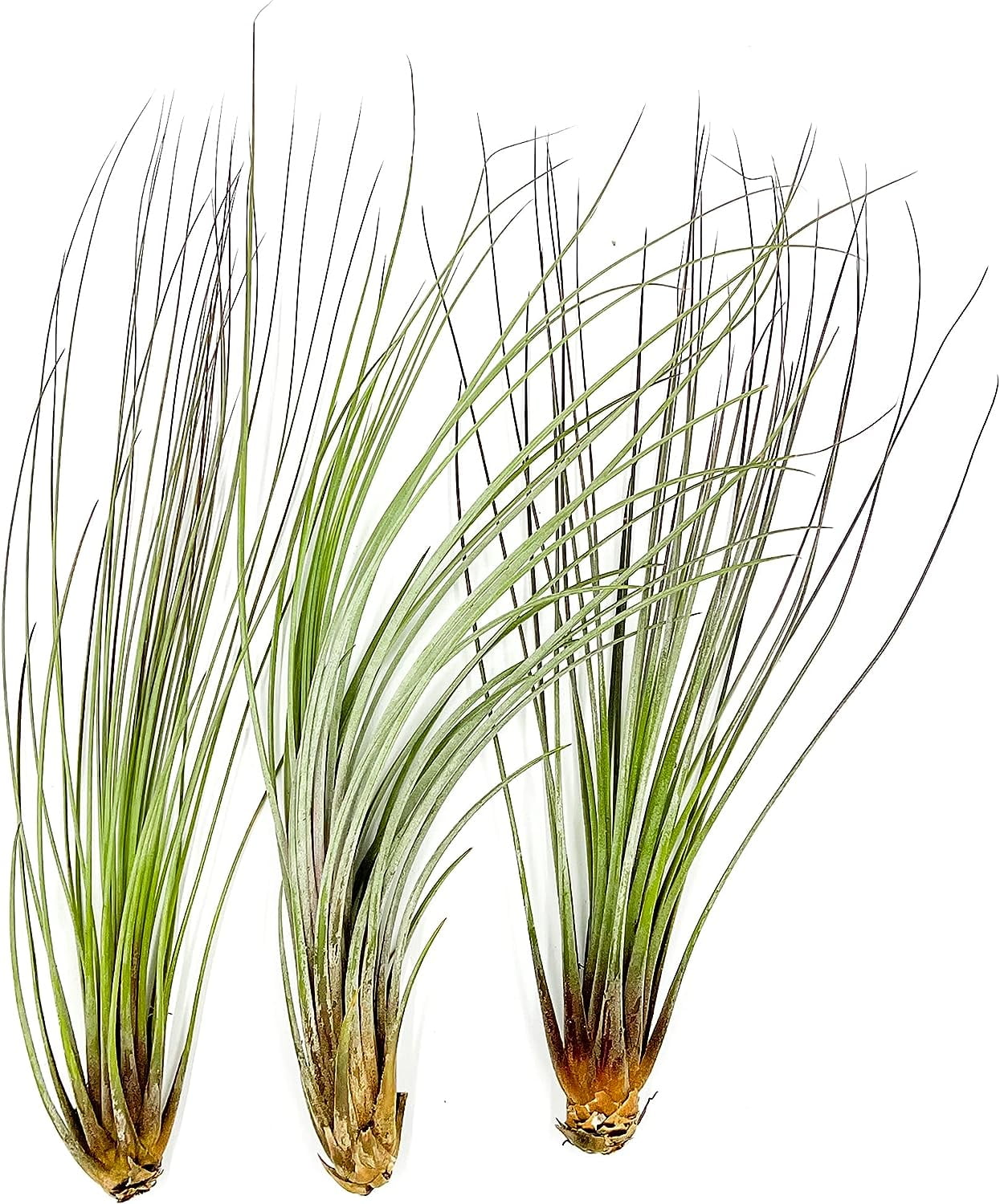 ragnaroc Air Plants - Tillandsia Juncea, Jumbo 8-12" - 3ct - Live Arrival  Guaranteed - House Plants for Home Decor & Gift - Walmart.com