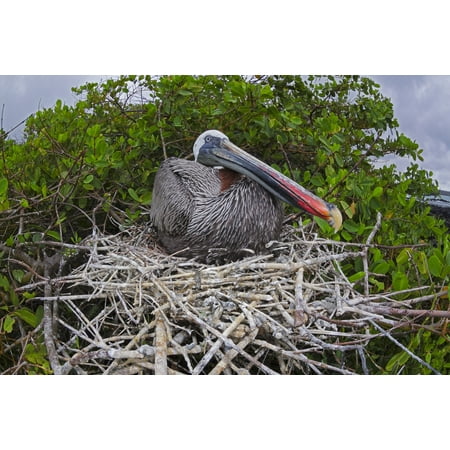 Totem 12' Brown Island Decor - Brown Pelican (Pelecanus occidentalis) sitting on its nest Santa Cruz Island Galapagos Archipelago Ecuador Stretched Canvas - Dave Fleetham Design Pics (19 x 12)