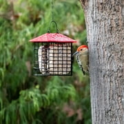 More Birds Double Suet Feeder with Weather Guard, Wild Bird, Assorted Colors