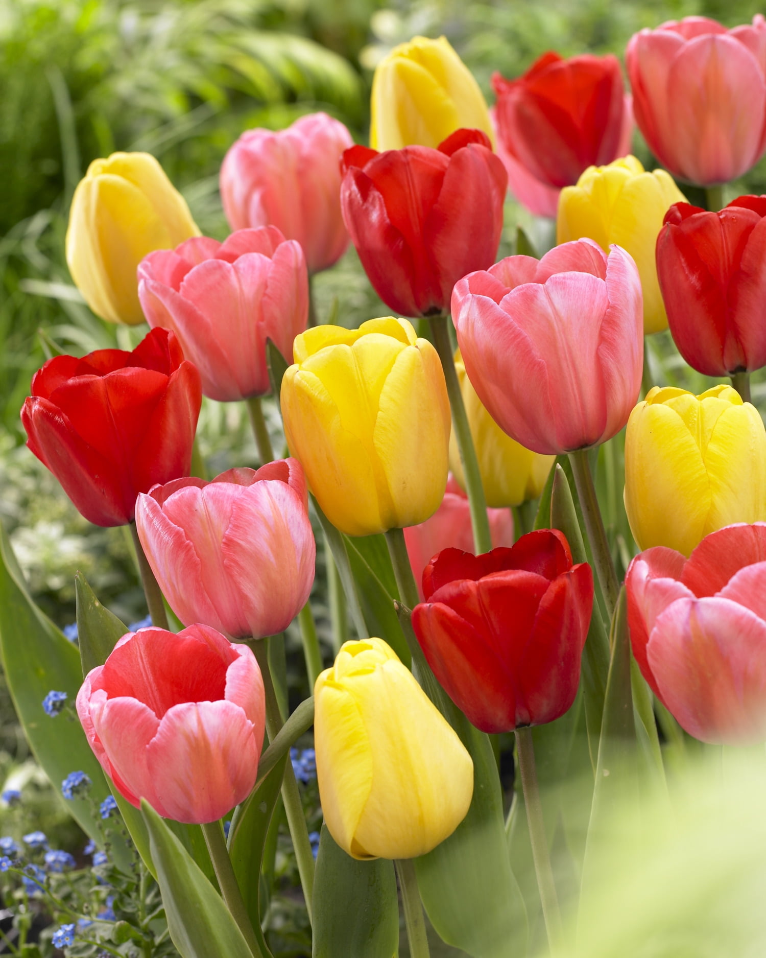 Bulbes de tulipes « Darwin Hybrid » assorties – Bulbes de tulipes vivaces à floraison printanière