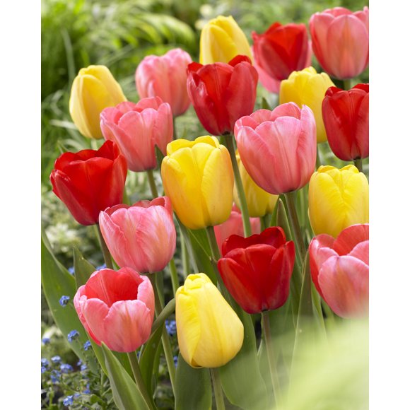 Tulip ‘Darwin Hybrid’ Assorted Flower Bulbs – Perennial Spring-Blooming Tulip Bulbs