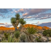 View of sunset on rock formation with Joshua tree (Yucca brevifolia) in the foreground, Joshua Tree National Park; California, United States of America Poster Print by Lynn Wegener / Design Pics