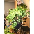 thumbnail image 2 of 6 inch Pot - Syngonium Batik Variegata, Syngonium glo go Live Rare Houseplants Very Elegant indoor Plant - Get similar to the picture, 2 of 4