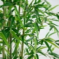thumbnail image 4 of Nearly Natural 11ft. Artificial Green Bamboo Tree, 4 of 6