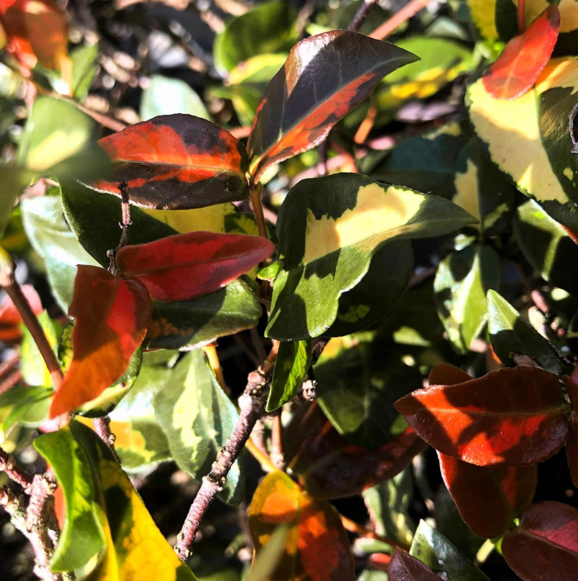 Summer Sunset Jasmine Plant Live for Planting, Trachelospermum Asiaticum - Colorful Groundcover Vine, 3-5 Inch Tall