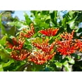thumbnail image 2 of Mandarin Honeysuckle Vine - Perennial - Lonicera - 2.5"  Pot, 2 of 3