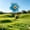 Blue, variant on Summercome Metal Flower Wind Spinners, Kinetic Garden Stakes with H-Base, Colorful 3D Floral Windmills for Yard, Patio, Lawn, and Pathway Decor (Wine)