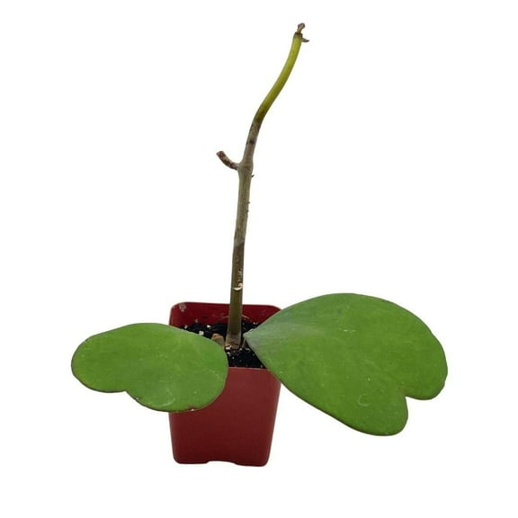 Hoya Kerrii Hearts On The Vine, with at Least 2  Hearts, Vining Plant, 2 inch Pot, Well Rooted