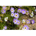 thumbnail image 2 of Seedville 200 Swan River Daisy Flower Seeds, Attracts Bees Birds Butterflies, 2 of 11