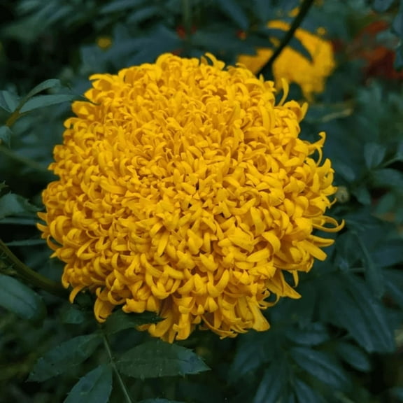 25 Mission Giant Yellow Marigold Seeds, Edible, Open, Pollinating