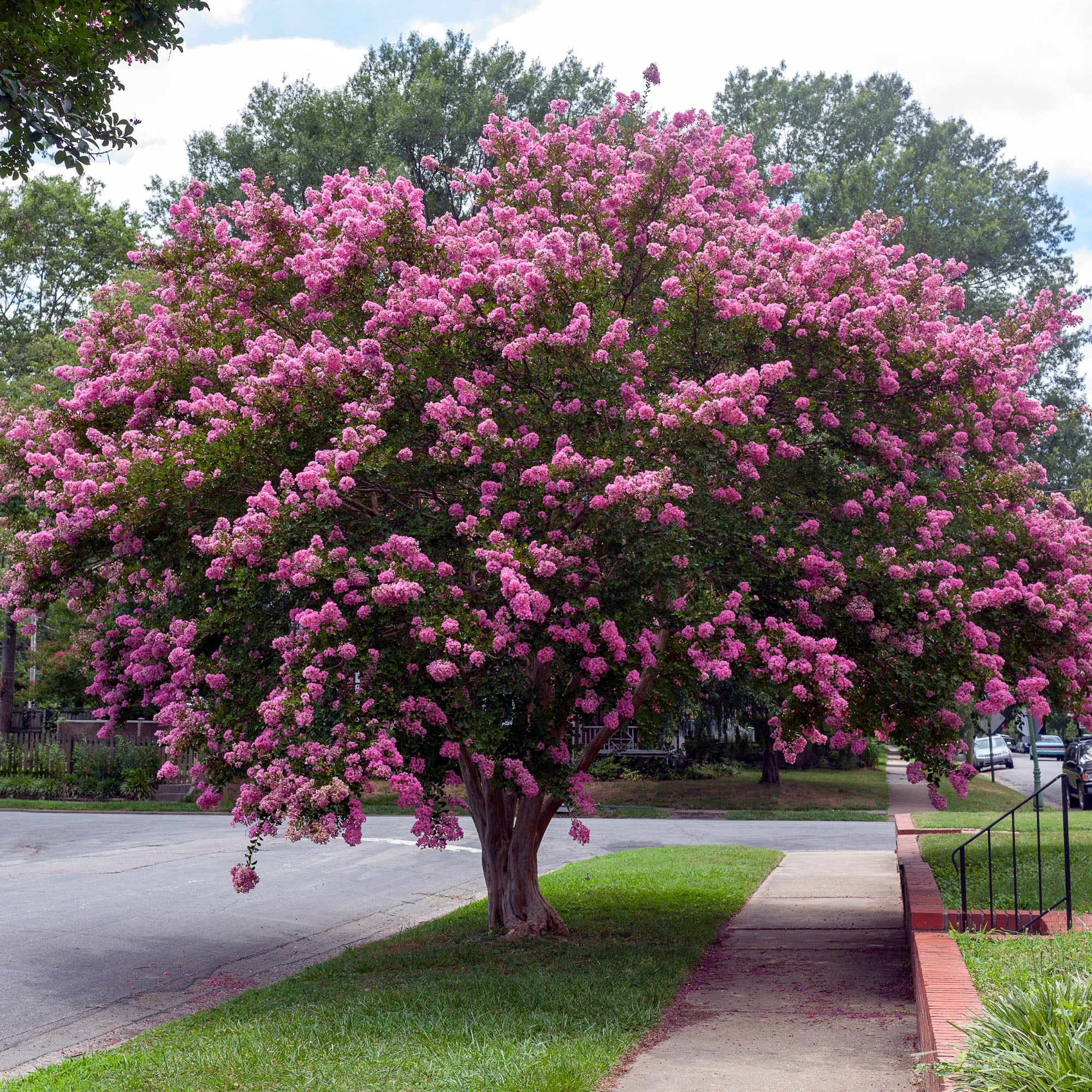 Expert Gardener Sioux Crape Myrtle Live Tree in 7-Gallon Grower Pot