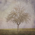 thumbnail image 2 of Lewis, Sheldon 15x15 White Modern Wood Framed Museum Art Print Titled - Open Field 2, 2 of 4