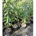 Buttercream Grafted Rare MANGO Tree 3Gal Pot Ready To Fruit Ship UPS