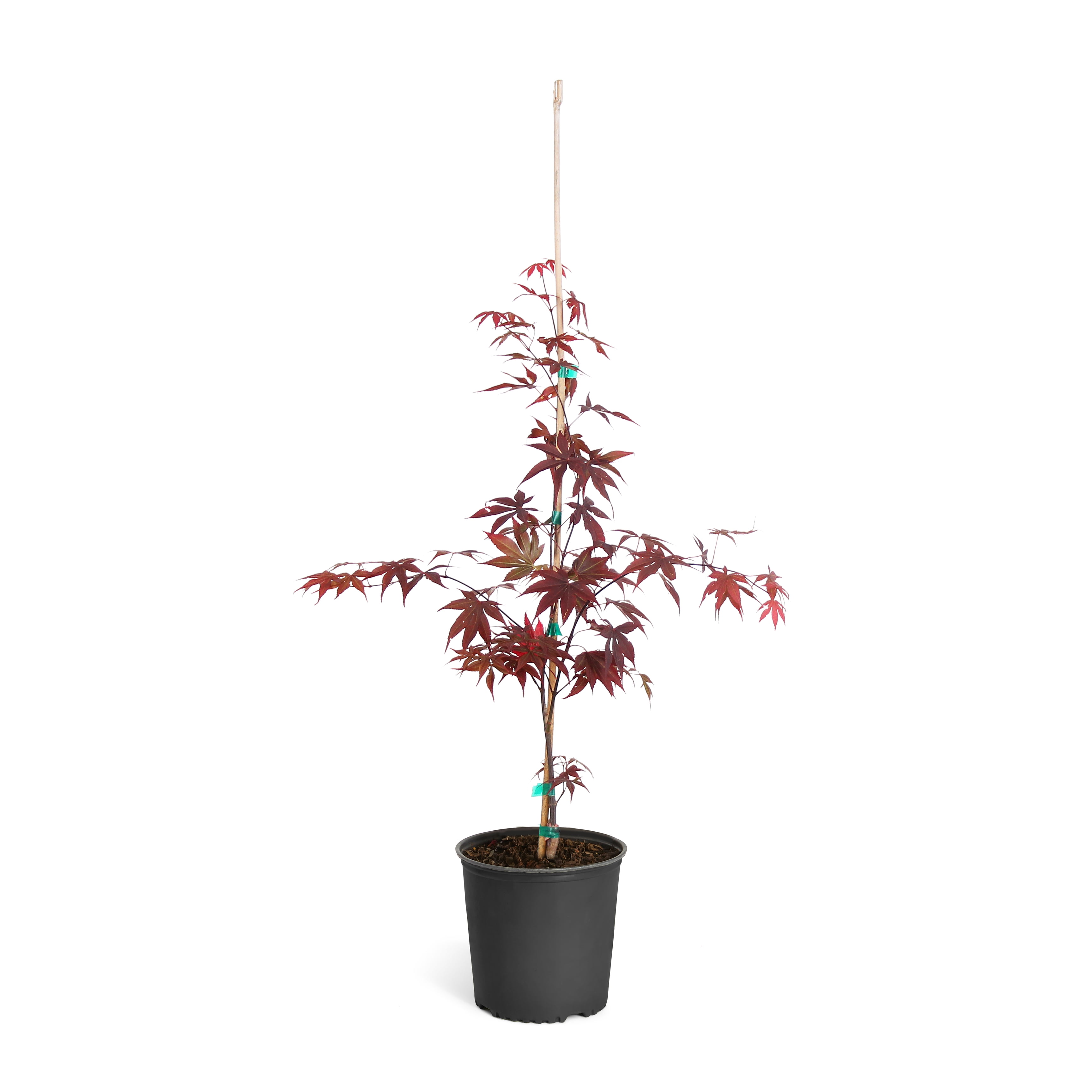 Bloodgood Japanese Maple Tree Walmart Com Walmart Com Bloodgood Japanese Maple Tree Walmart Com Walmart Com