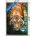 thumbnail image 2 of Tigre - Eau, 2 of 4