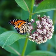 Milkweed, common Plant, (Asclepias syriaca L) 2.5 inch pot