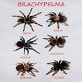 thumbnail image 3 of CafePress - Brachypelma T Shirt - Women's Classic T-Shirt, 3 of 4