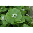 thumbnail image 4 of 100 MINER'S LETTUCE Winter Purslane Spinach Claytonia Perfoliata Vegetable Seeds, 4 of 10