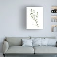 thumbnail image 3 of Emma Scarvey 'Herb Garden Sketches VI' Canvas Art, 3 of 3