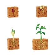 Safari Ltd. Life Cycle of a Green Bean Plant - Educational Toy Figurines - Miniature Plant Lifecycle Collection for Kids Age 4+