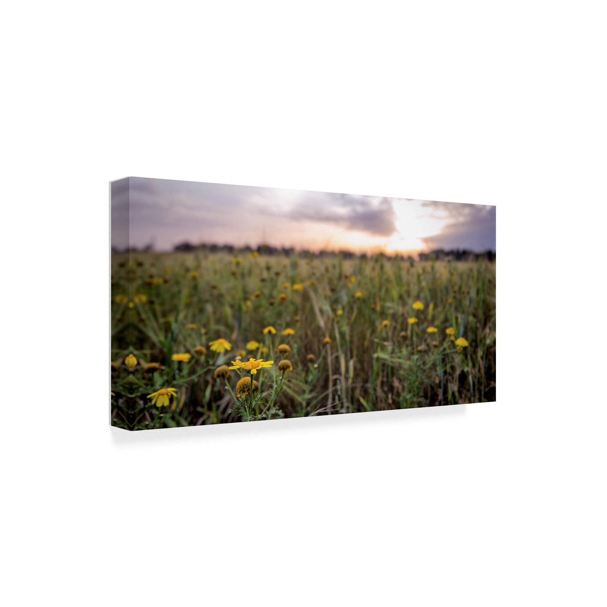 Trademark Fine Art 'Flowers In The Sunset' Canvas Art by Giuseppe Torre