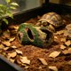 thumbnail image 5 of Cueva de árbol artificial para reptiles con terraza de asoleo y cuevas ocultas para tortugas, lagartos y recintos de reptiles, verde, plástico, múltiples tamaños, 5 of 6