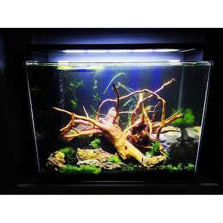 Spiderwood Aquarium Hardscape — Buce Plant