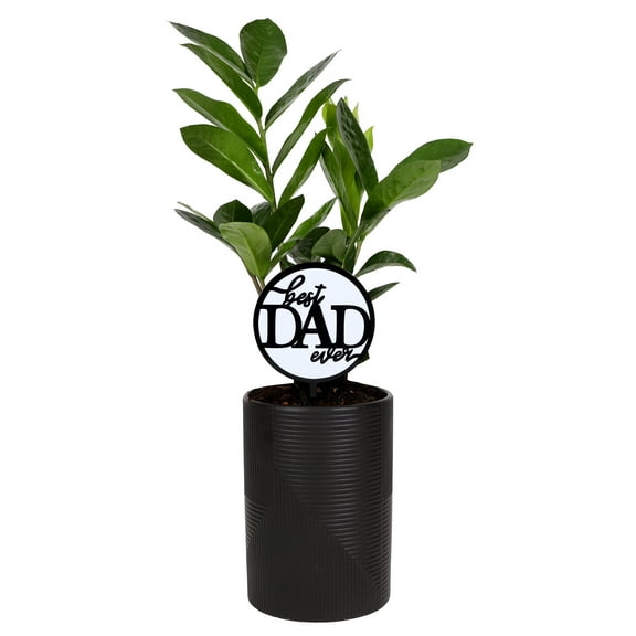 Green Circle Growers 5in ZZ Plant in Ceramic Pot – Low Maintenance Indoor Plant - Best Dad Ever Pick