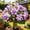 b, variant on Desert Rose-Easy Grow-Low Maintenance-Ideal for Beds Borders,Plant Pots & Planters