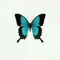 thumbnail image 2 of PhotoINC Studio 12x12 White Modern Wood Framed Museum Art Print Titled - Blue Butterfly, 2 of 4