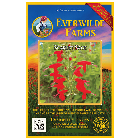Salvia Scarlet Sage - Everwilde Farms - 1000 Scarlet Sage Native Wildflower Seeds - Gold Vault Jumbo Bulk Seed Packet