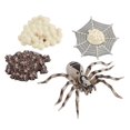 thumbnail image 2 of kusrkot Ensemble de Cycle de Vie de 8 Pcs pour Enfants Scorpion Insecte Modèle Jouet Figurines & Accessoires de Jeu Rouge, 2 of 9