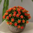thumbnail image 3 of Flor en maceta de Gypsophila Flor de Hierba con Maceta para Plantar y Cultivar Decoración Jardines, para Disfrutar de Belleza de Naturaleza. Fanmusic Flor en maceta de Gypsophila, 3 of 7