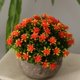thumbnail image 1 of Flor de Simulación Bonsai Tree Planta de Hojas Artificiales con Maceta - naranja BLESIY Flor en maceta de Gypsophila falsa, 1 of 8