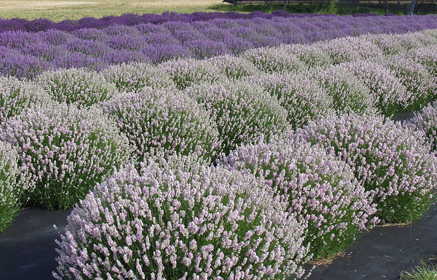 American Plant Exchange, English Lavender Houseplant, 6-Inch Pot, Aromatic  Purple Blooms, Calming Garden Accent - Walmart.com