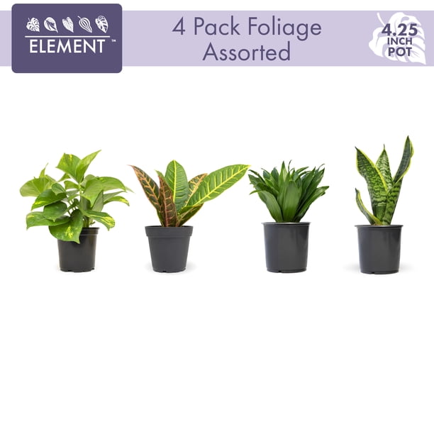 Altman Plants, House Plants, 4PK, Indoor Air Purifying Easy Plant