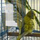 thumbnail image 4 of 4pcs Automatic Bird Water Dispenser For Cage No Mess Parrot Feeder Bird Water Bottle Drinker Dispenser For Parakeet Budgie Cockatiel, 4 of 4