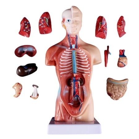 Human Anatomical Assembly Model, Nude Torso and Organs Model for