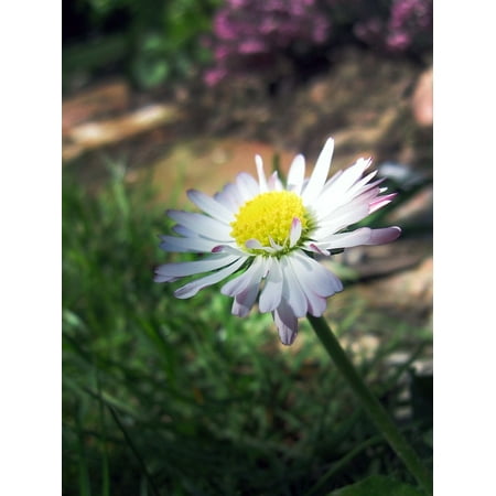 Marguerite Daisy - LAMINATED POSTER Priroda Flower White Marguerite Plant Daisy Poster Print 24 x 36