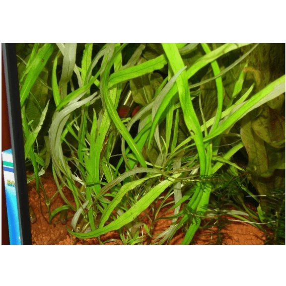 Hygrophila Angustifolia Live Aquarium Plant, Freshwater Fish Tank Aquatic Plant