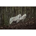 thumbnail image 2 of Siri, Ronan 24x17 Black Ornate Wood Framed with Double Matting Museum Art Print Titled - Meeting with white Wolves, 2 of 4