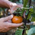 thumbnail image 4 of Giyblacko Clearance Plants For Grafting And Rooting Rooting For Garden Outdoor Soil Medium Vase Garden Tree Grafting Rooting Device, 4 of 8