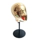thumbnail image 5 of Cabeza de estilo de maniquí para hacer gorras, soporte de exhibición resistente para el hogar y salón de belleza o tienda, Base estable, accesorios, 5 of 8