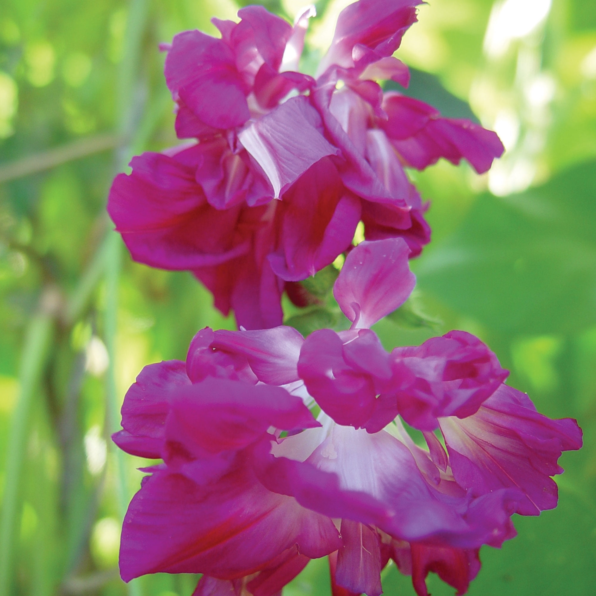 Burpee Sunrise Serenade Morning Glory Flower Seed, 1-Pack