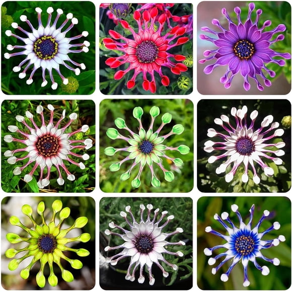GSDWIUEW 150+ Rare Multicolor Daisy Seeds Mix- Perennial Flower Seeds, Vibrant Color Blend for Indoor/Outdoor Gardens