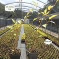 thumbnail image 6 of Live Cherry Blossom Flower Plant, Pink Cherry Flower for Zones 5-8, Dormant Tree from 3 to 5 inches Tall, 6 of 6